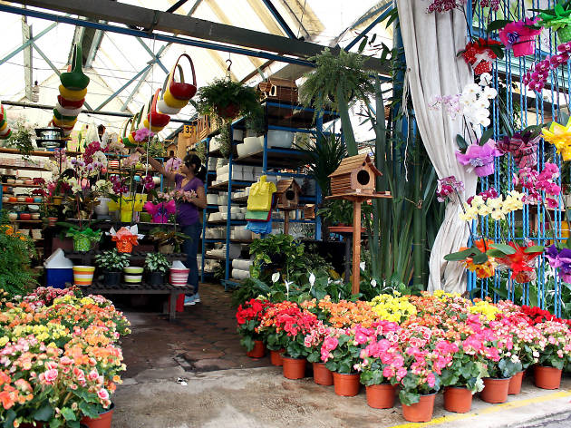 Los mejores 8 lugares para comprar plantas en la CDMX Los mejores 8 lugares para comprar plantas en la CDMX