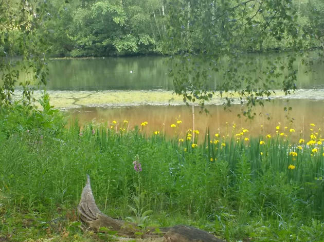 Hampstead Heath Ponds Hampstead Heath Ponds