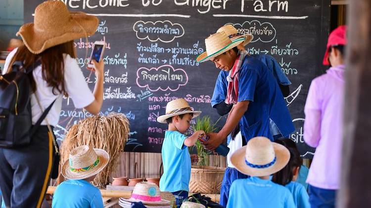 Ginger Farm Kitchen, Chiang Mai