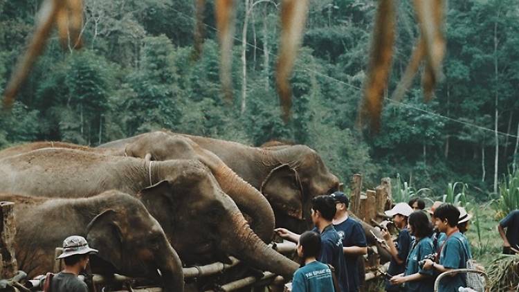 Walk camp, Chiang mai