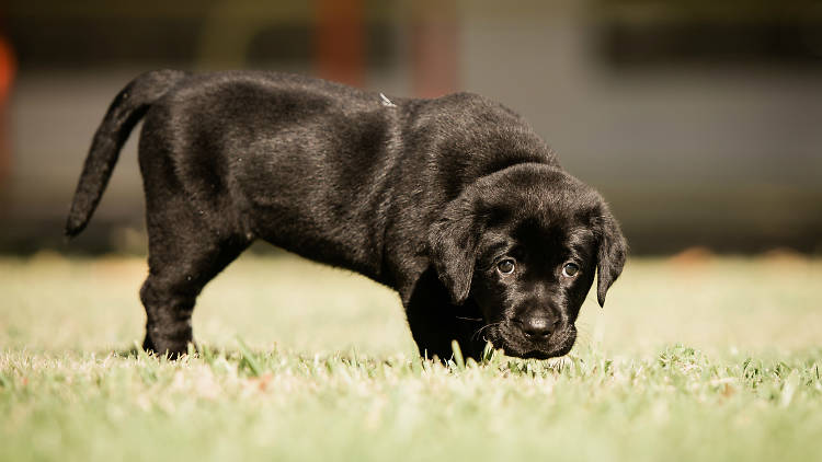 A black labrador puppy on grass