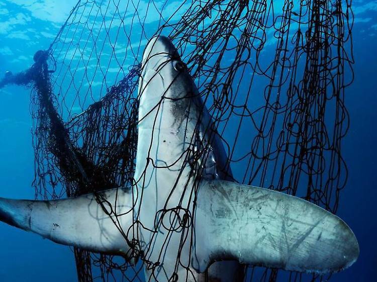 Sharks, Uma Missão de Brian Skerry