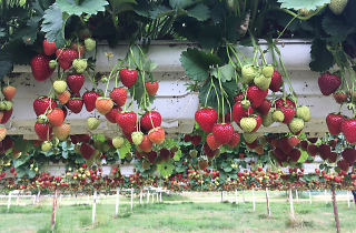 7 perfect pick-your-own fruit and vegetable farms in and around London