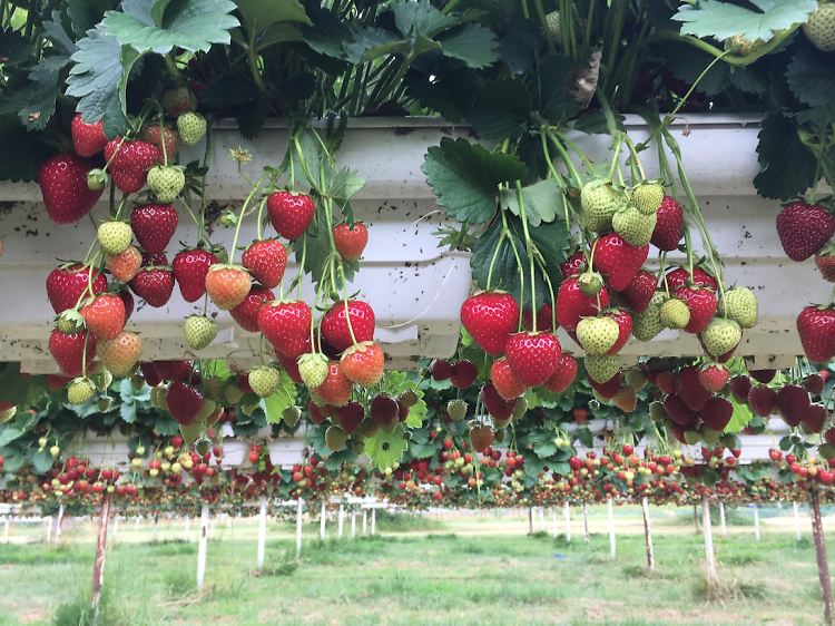 Fruit picking 