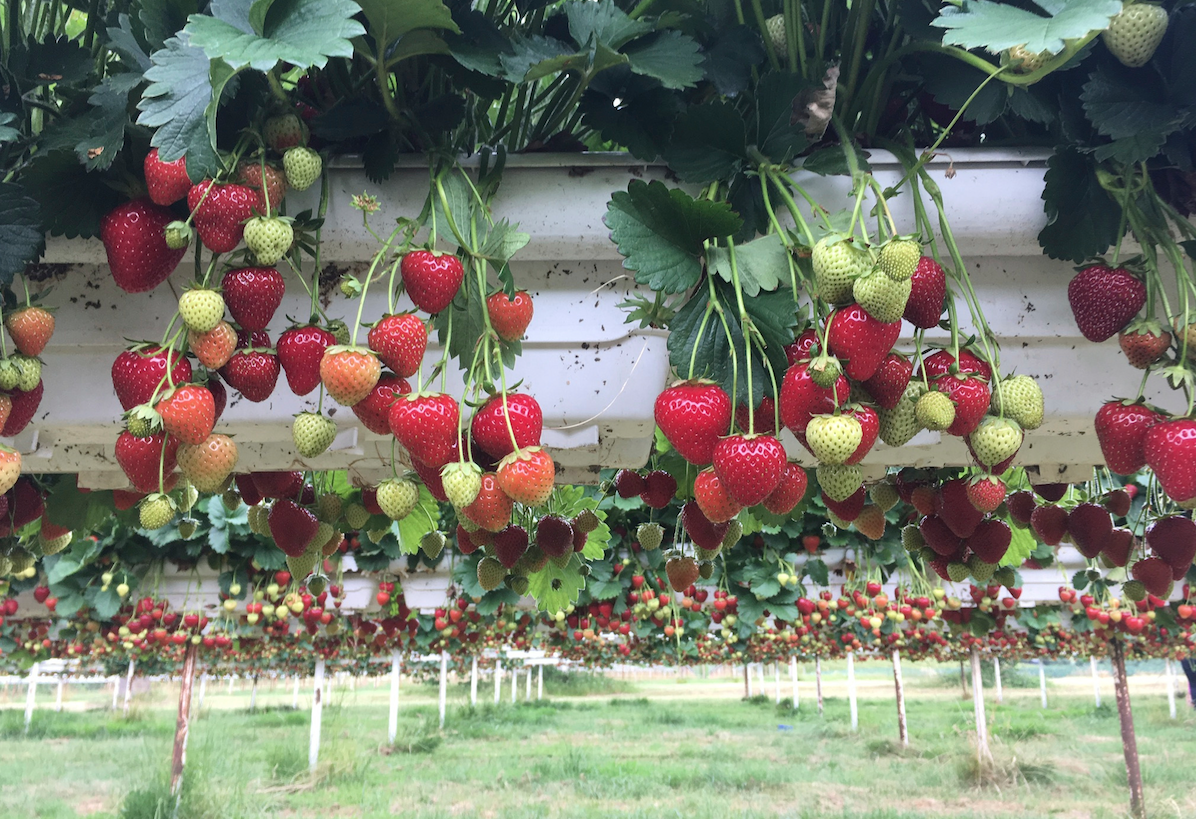 Cotton Strawberries Strawberry Patch Fruit Food Picnic Garden