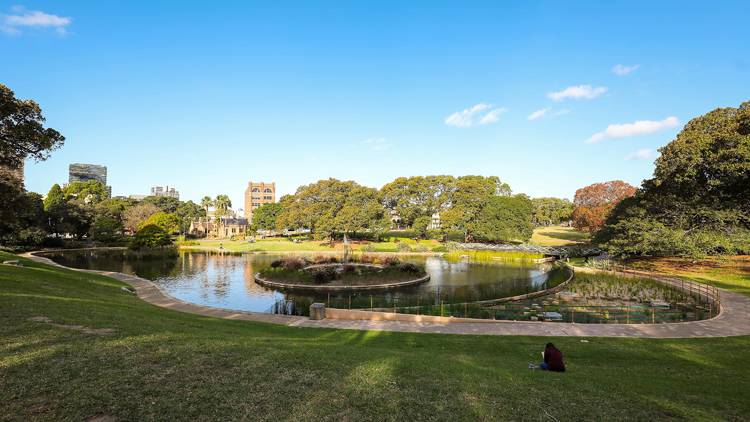 Wetlands at Victoria Park, Sydney