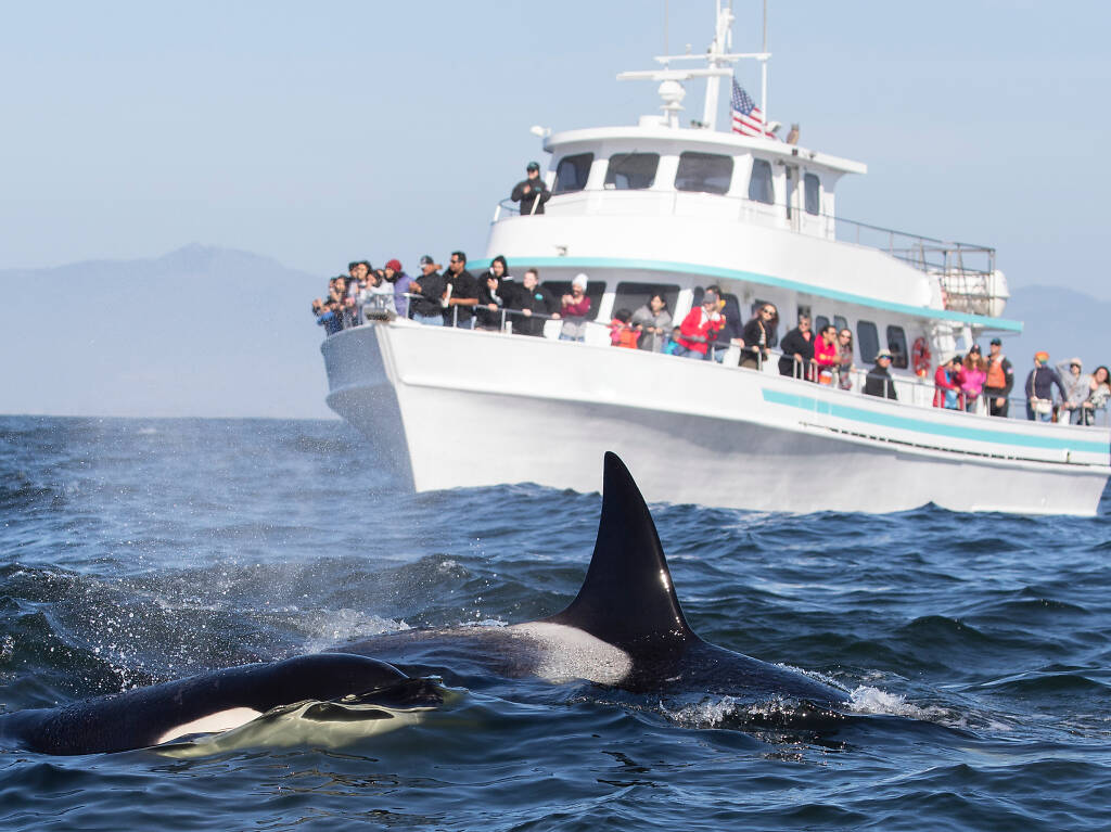 Whale Watching Boston: 7 Local Boat Tours for Seeing Whales