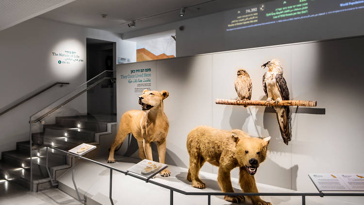 The Steinhardt Museum of Natural History