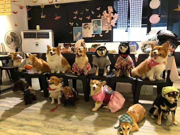 pet cafe