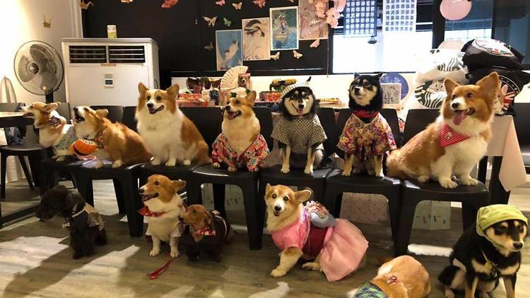 The best pet-friendly cafés in Singapore