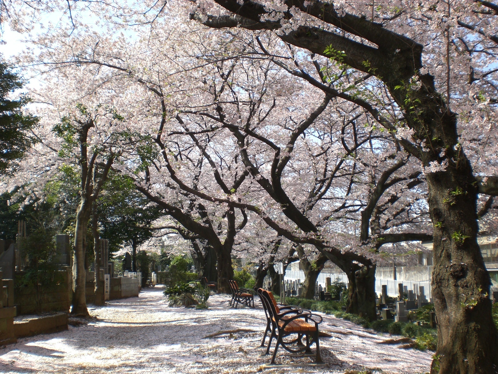 染井霊園