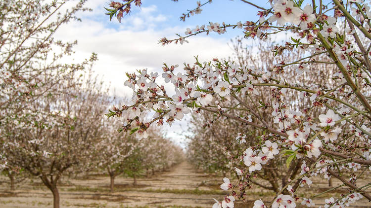 Almond Blossoms in bloom