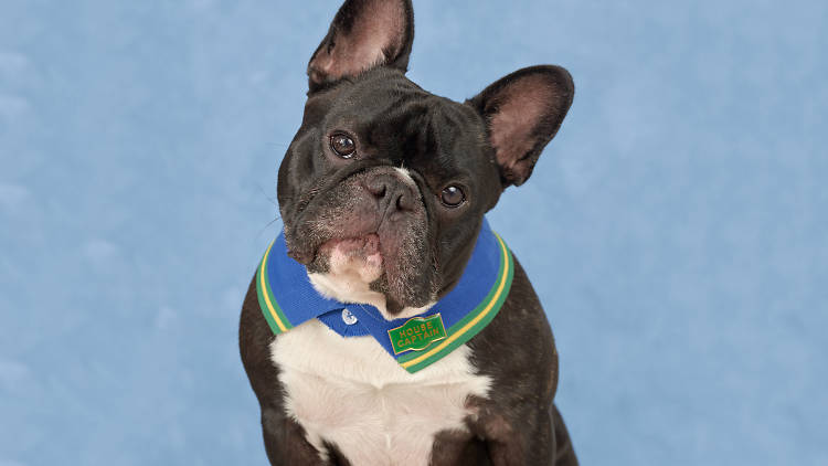 A gorgeous, black and white French bulldog wearing a polo shirt collar