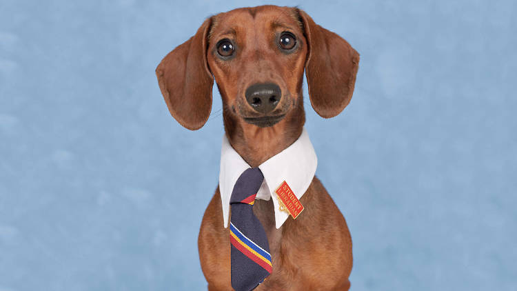 A darling brown dachshund wearing a tie