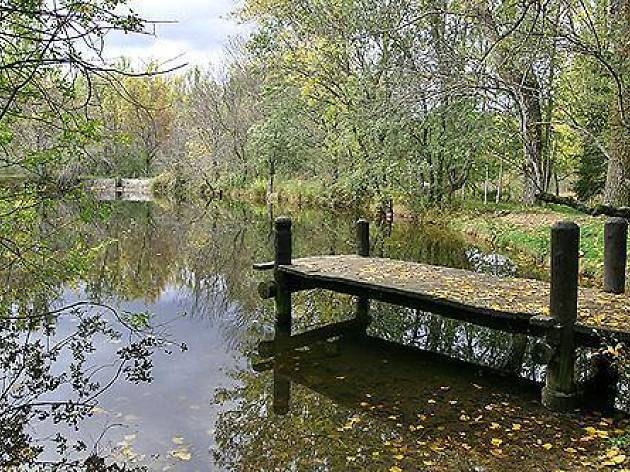 Bosque de Finlandia Bosque de Finlandia