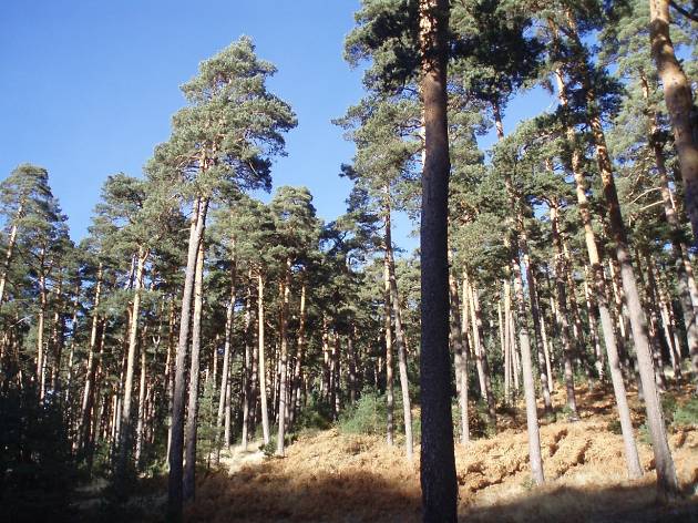 Montes de Valsaín Montes de Valsaín