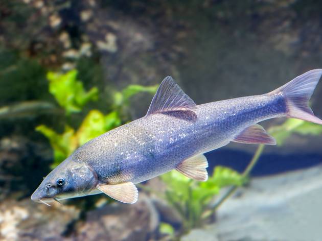 Aquatika Aquatika