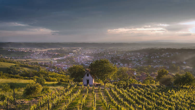 Vineyard in Daruvar