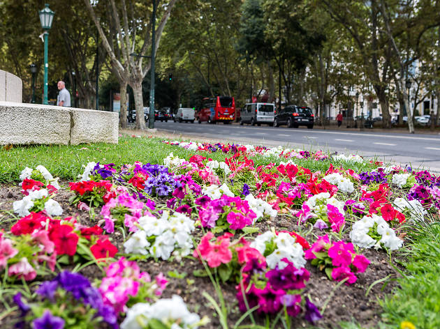 flores na avenida da liberdade flores na avenida da liberdade