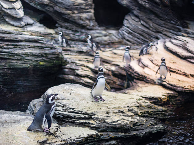 Pinguins no Oceanário Pinguins no Oceanário