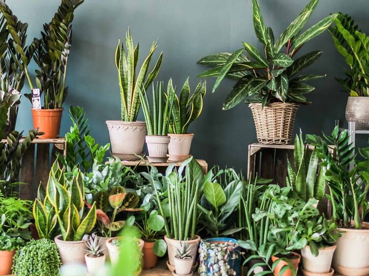 Houseplant Festival