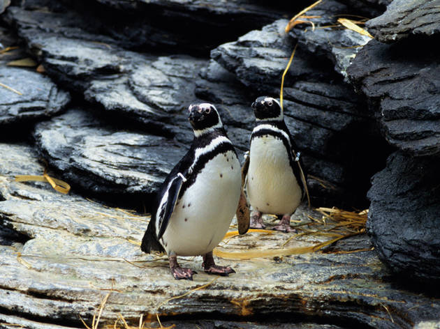 Pinguins no Oceanário Pinguins no Oceanário
