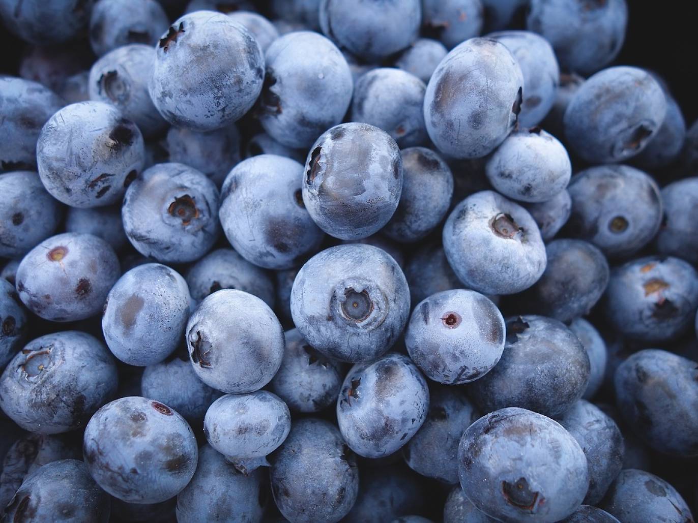 Best Blueberry Picking Spots To Try This Summer