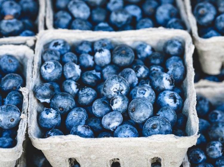 Blueberry picking