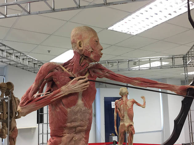 The Human Body Museum | Museums in Siam, Bangkok