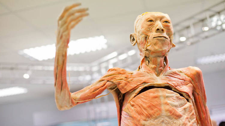 The Human Body Museum