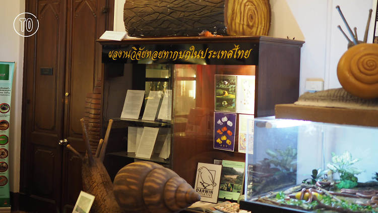Snail Museum