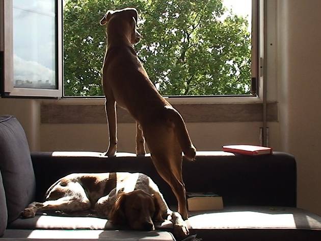 A Casa e os Cães A Casa e os Cães