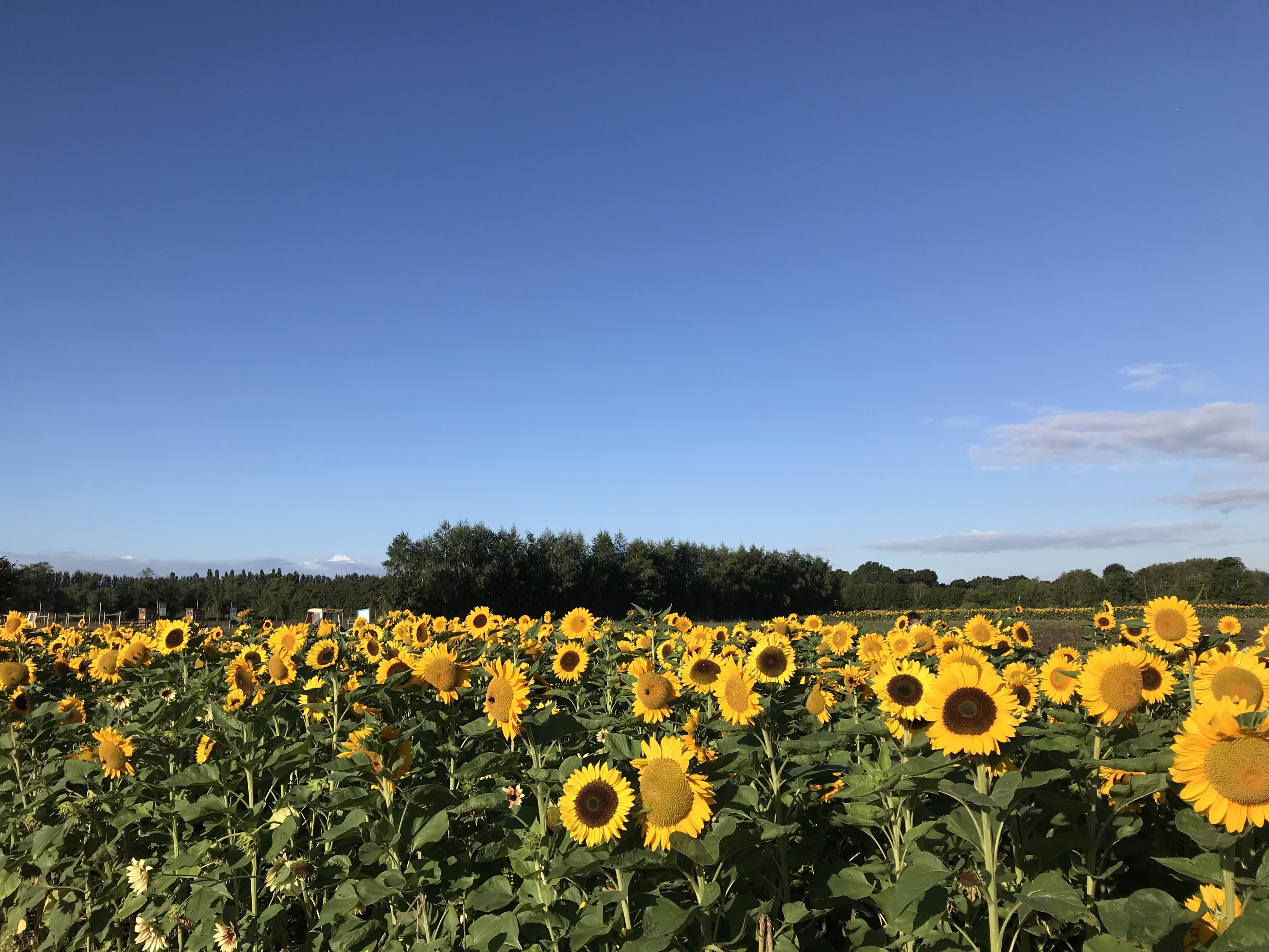4 Gorgeous Sunflower Fields Near London Where You Can Pick Your Own