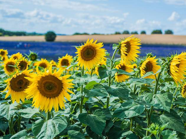 4 Gorgeous Sunflower Fields Near London Where You Can Pick Your Own