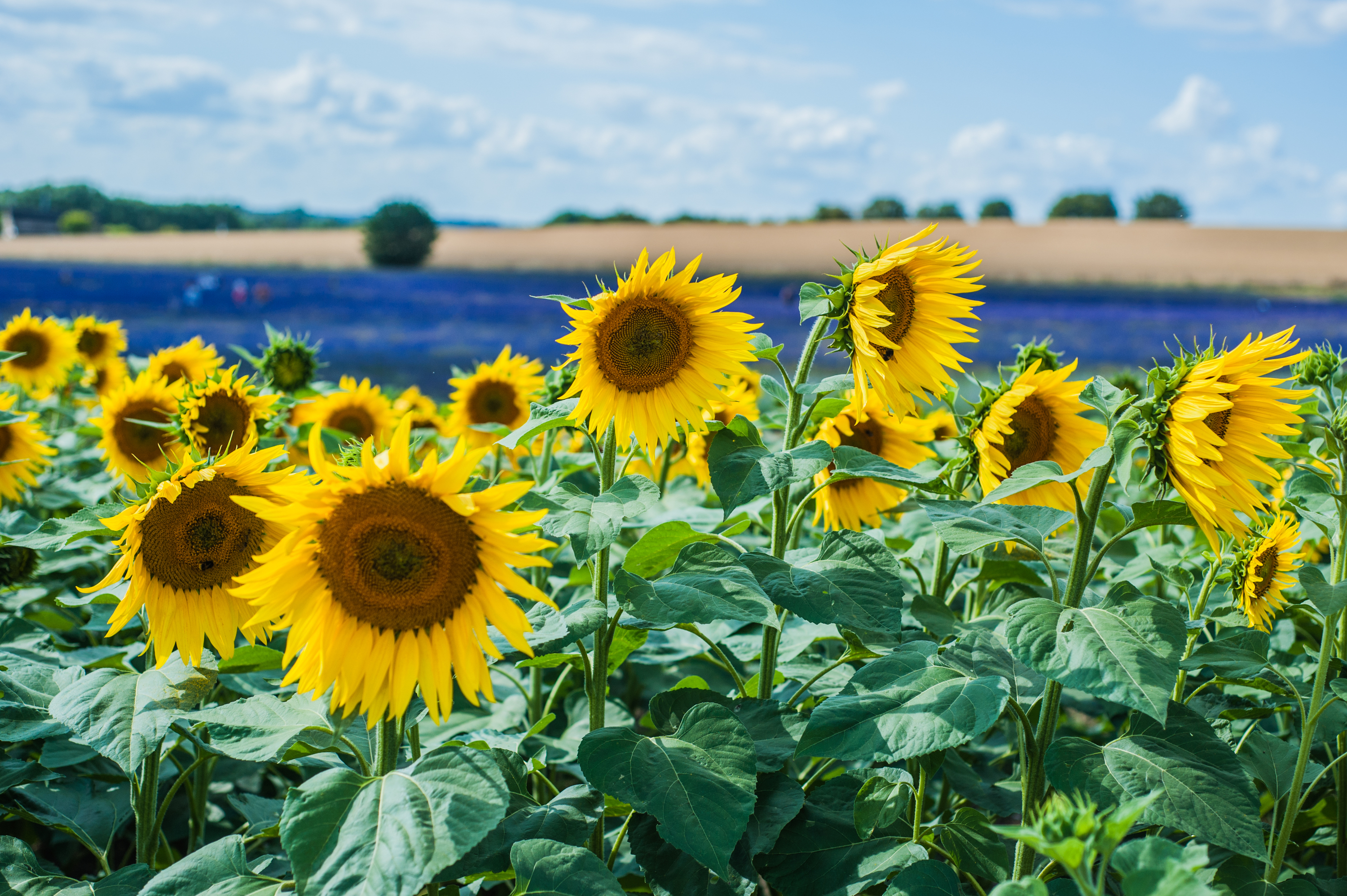 4 sunflower fields near London where you can pick your own