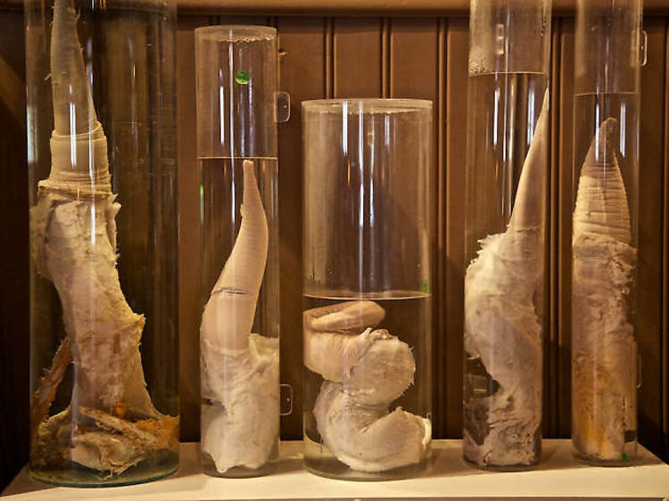 Iceland | Icelandic Phallological Museum