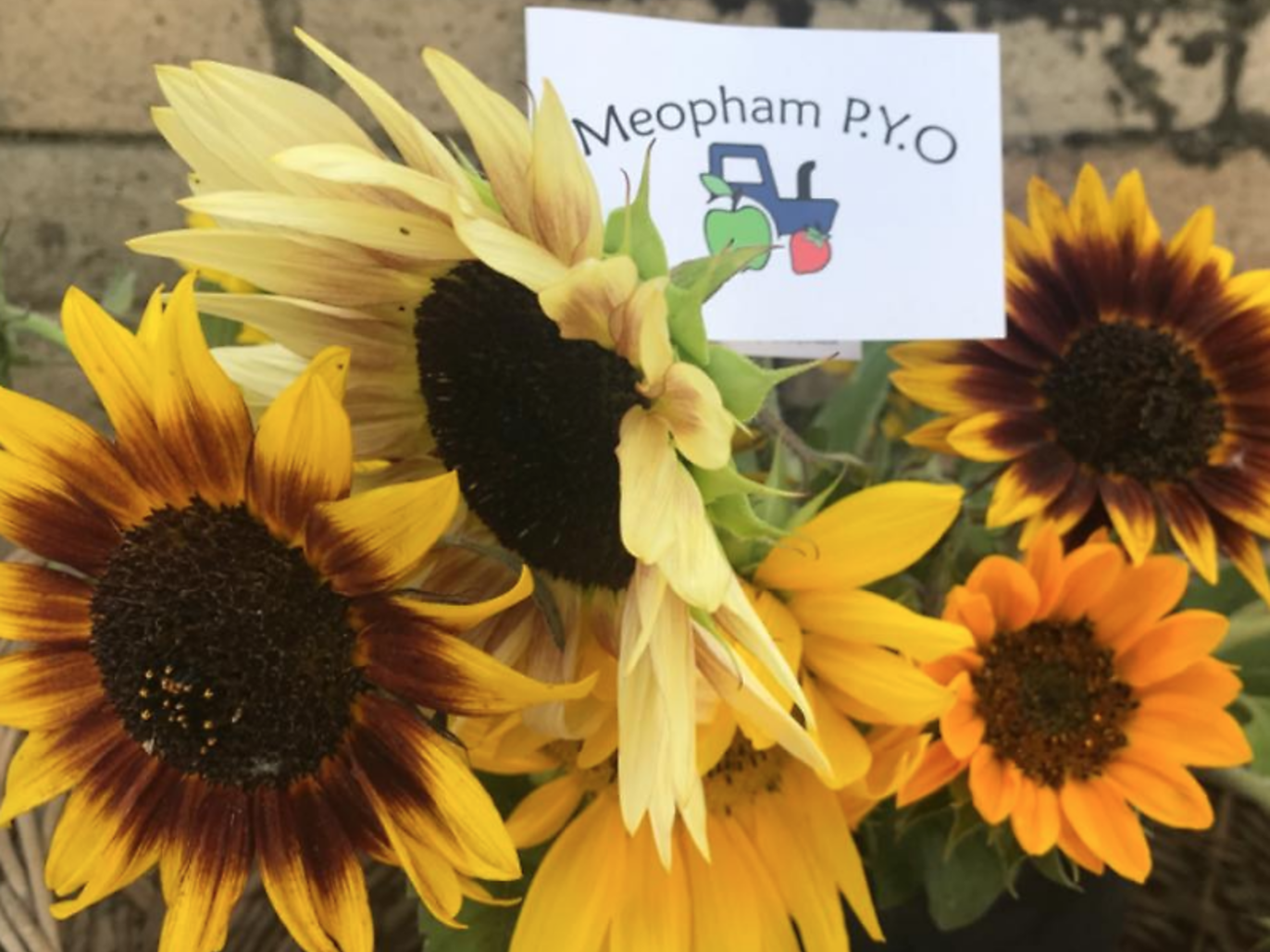 6 sunflower fields near London where you can pick your own