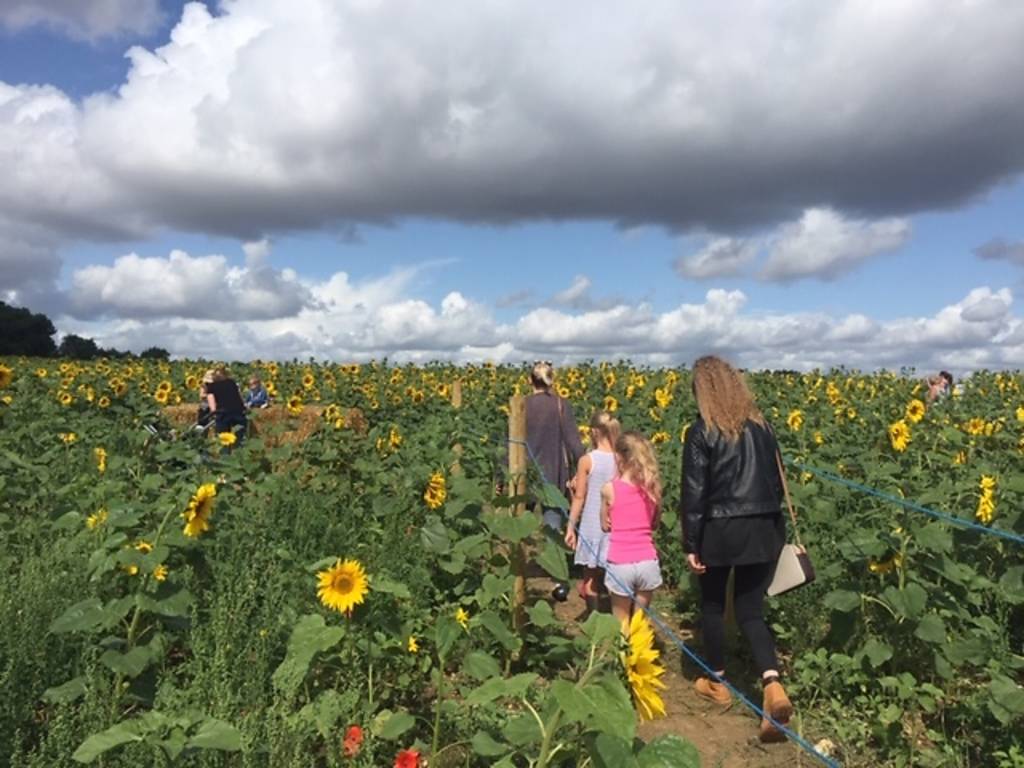 6 sunflower fields near London where you can pick your own