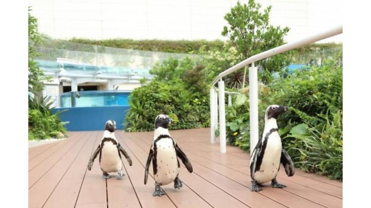 生き物たちのミニ運動会