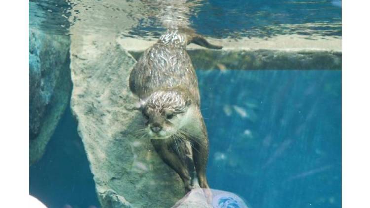 生き物たちのミニ運動会