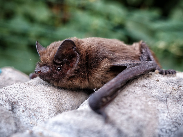Pipistrelle bat Pipistrelle bat