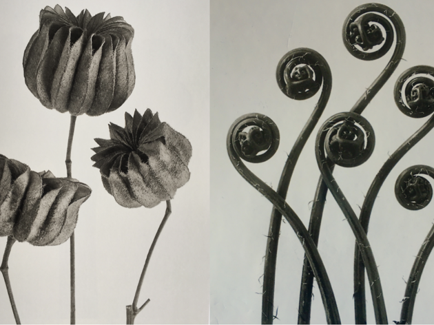 Karl Blossfeldt Loewe Karl Blossfeldt Loewe
