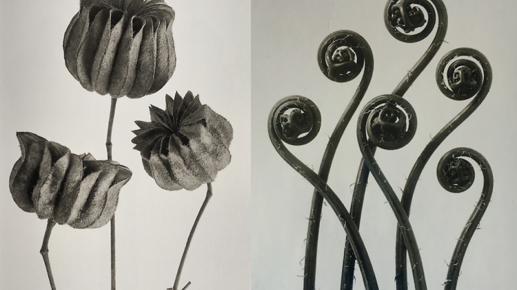 Karl Blossfeldt Loewe