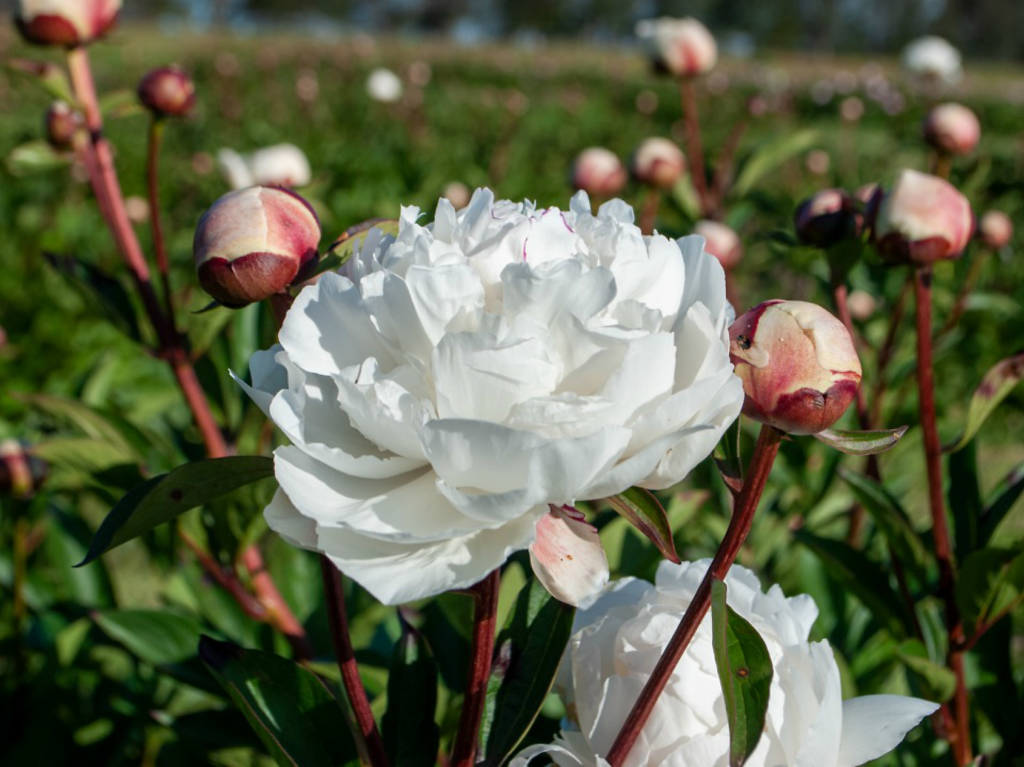 Where to see flowers across and near Melbourne