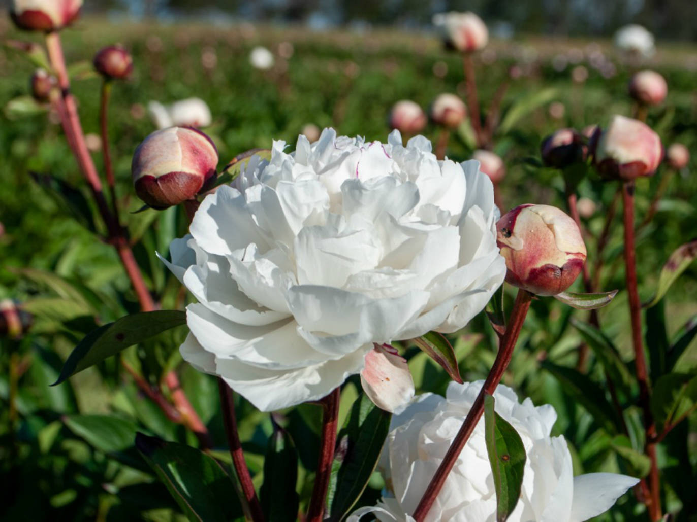 Where to see flowers across and near Melbourne