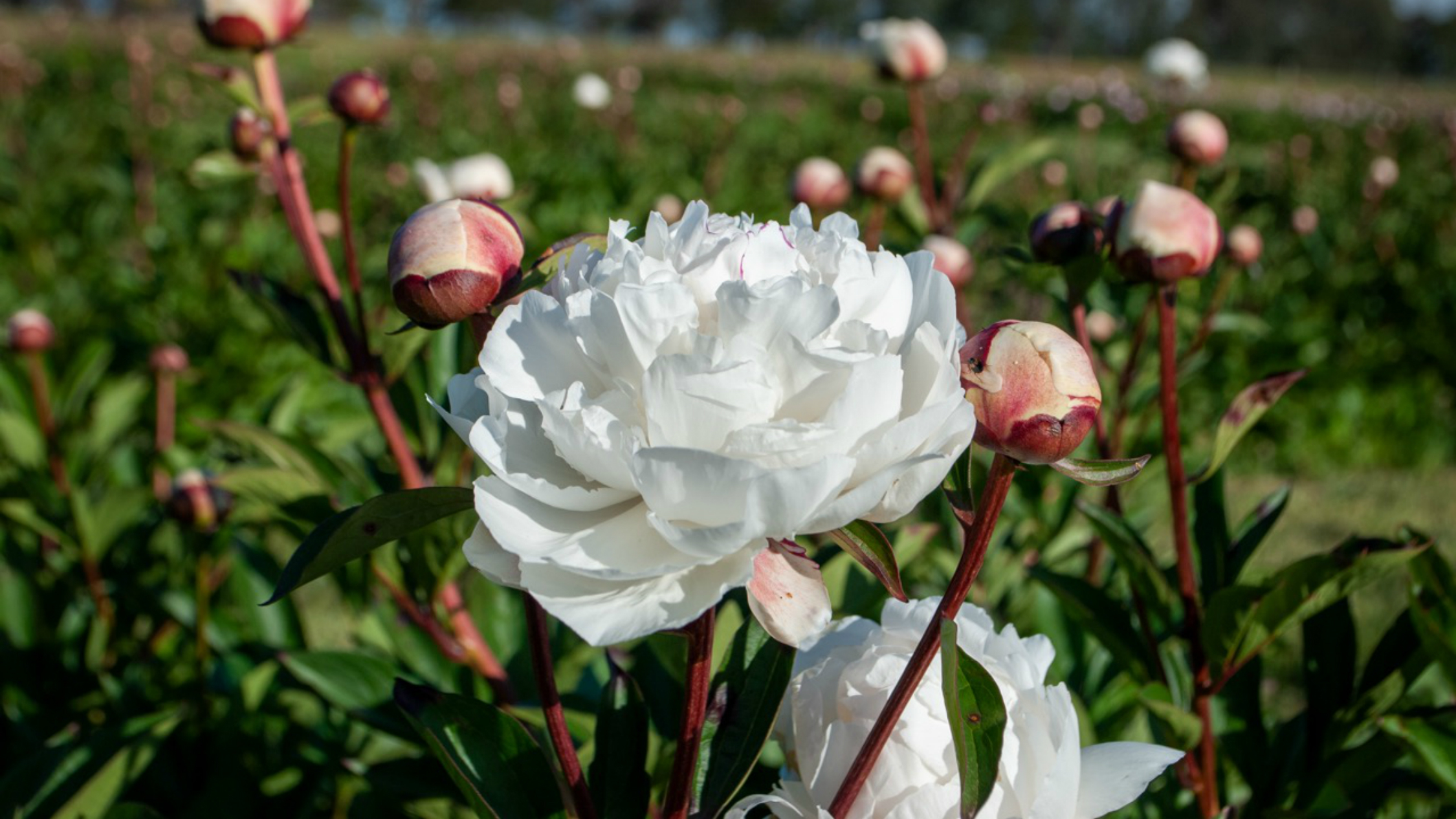 Spring Hill Peony Farm Attractions In Melbourne