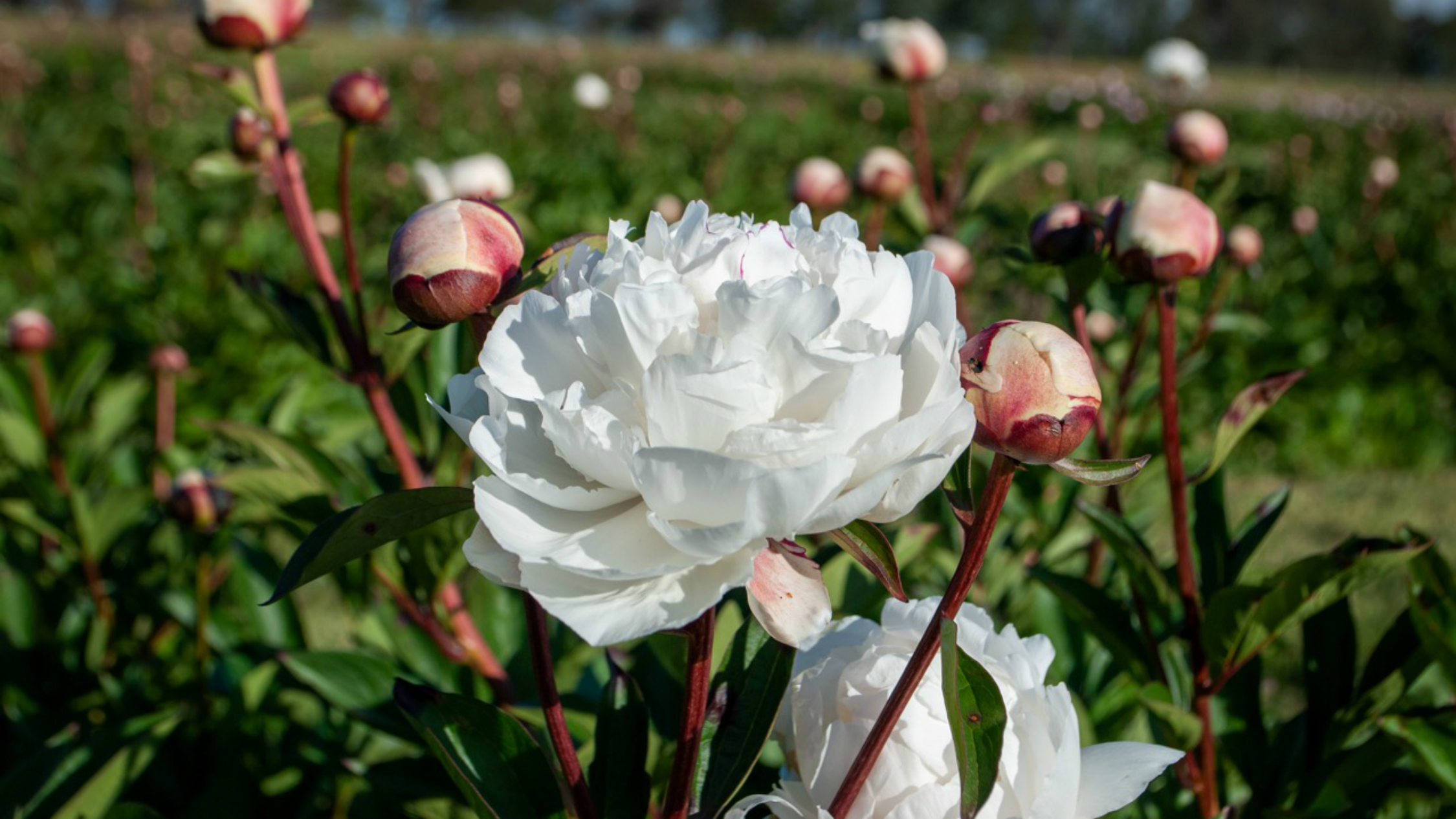 Peony Paddock Open Days Things To Do In Melbourne