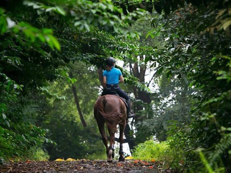 Where to learn horse riding in Singapore