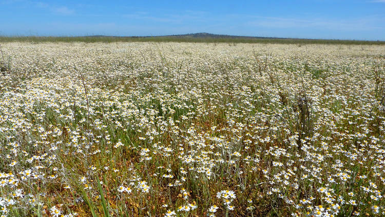 Field of daisies in Terrick Terrick National Park