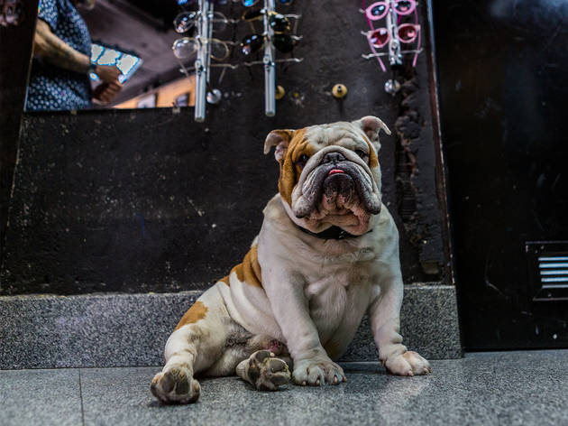 Doghouse Doghouse